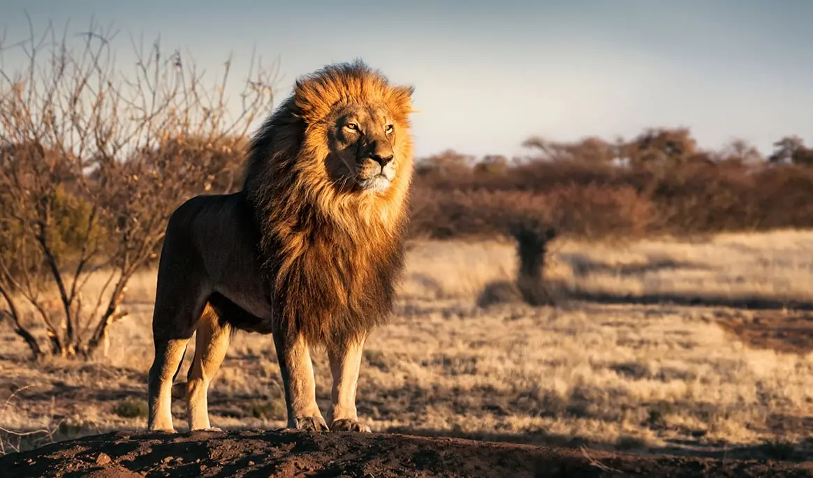 133 scientifiques britanniques expliquent pourquoi la chasse aux trophées protège en réalité les animaux