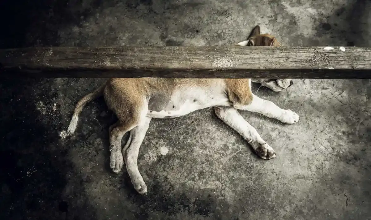 chien mort
