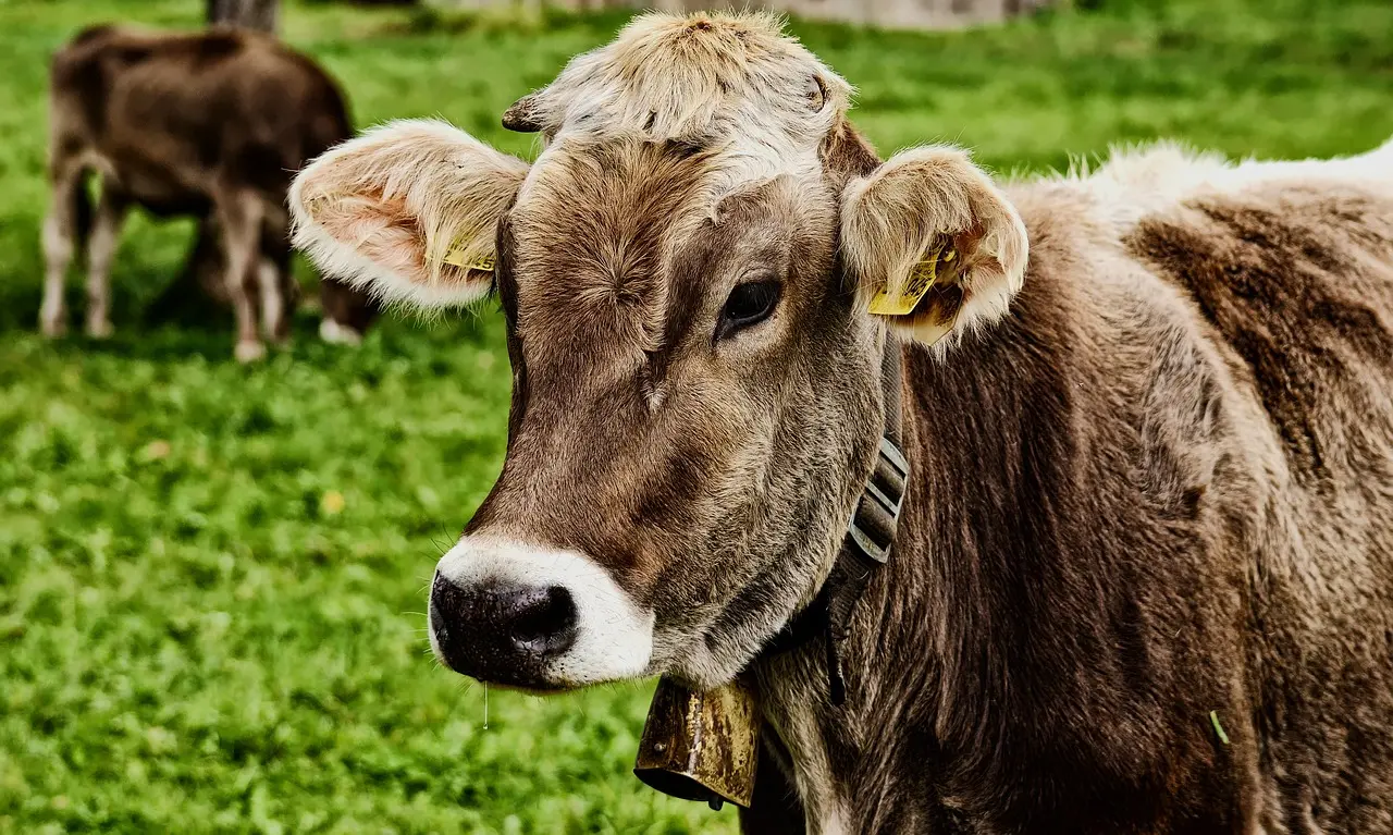 Une randonneuse secourue par un hélicoptère après avoir été chargée par une vache