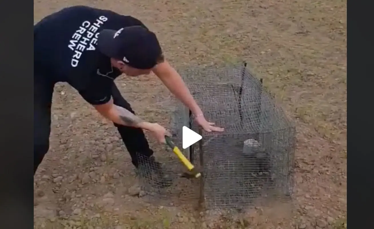 Un homme détruit une cage piège et relâche l’appelant 😱