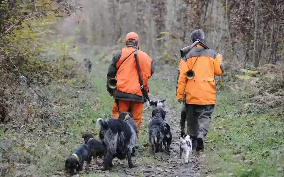 chasse en battue