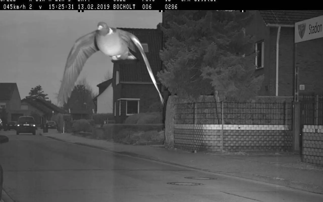 Allemagne : un pigeon flashé à 45 km/h !