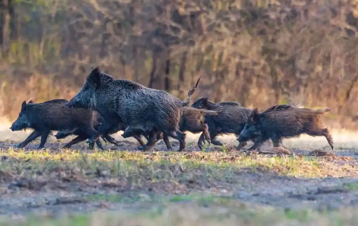 Sangliers : la Vendée bat tous les records de prélèvements cette saison