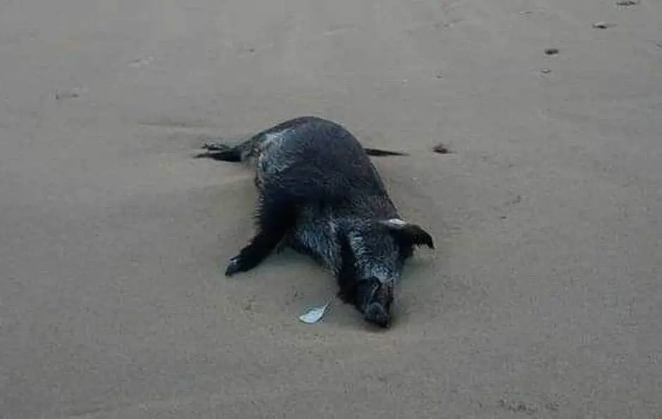 Un sanglier a encore été retrouvé mort sur une plage des Côtes-d’Armor