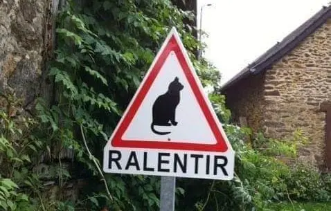 Corrèze : les habitants installent un panneau « ralentir » à cause du nombre de chats trop important