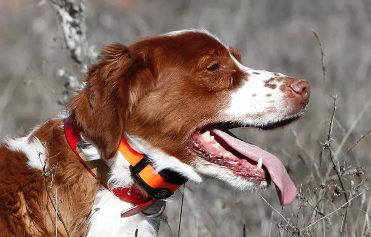 Les colliers étrangleurs et électroniques pour chiens désormais interdits aux professionnels
