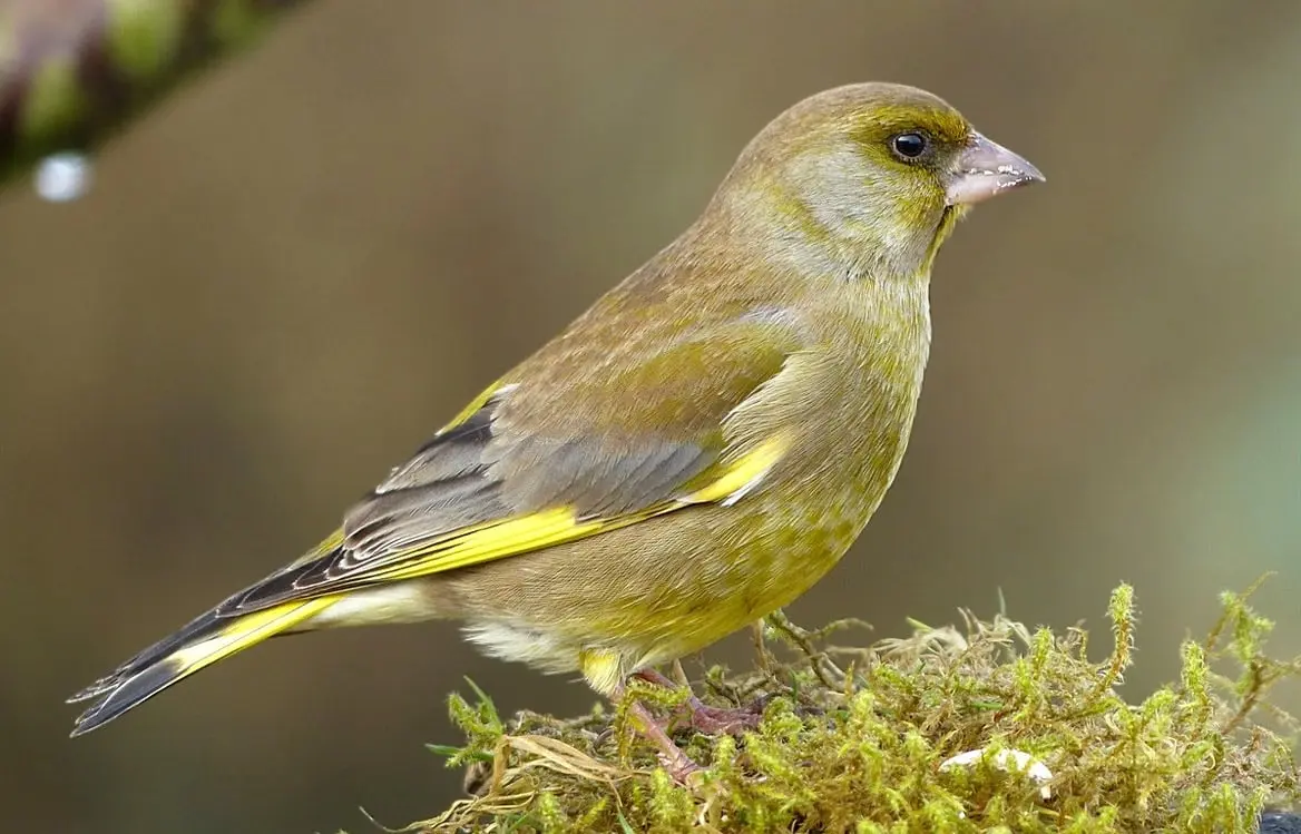 Trois mois de prison avec sursis pour avoir capturé des passereaux dans son jardin