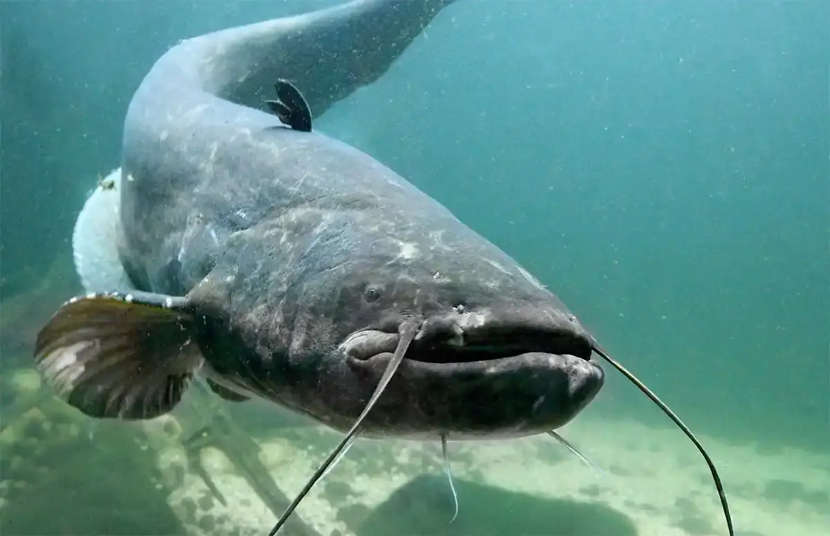 Un adolescent entraîné vers le fond d’un lac par un silure