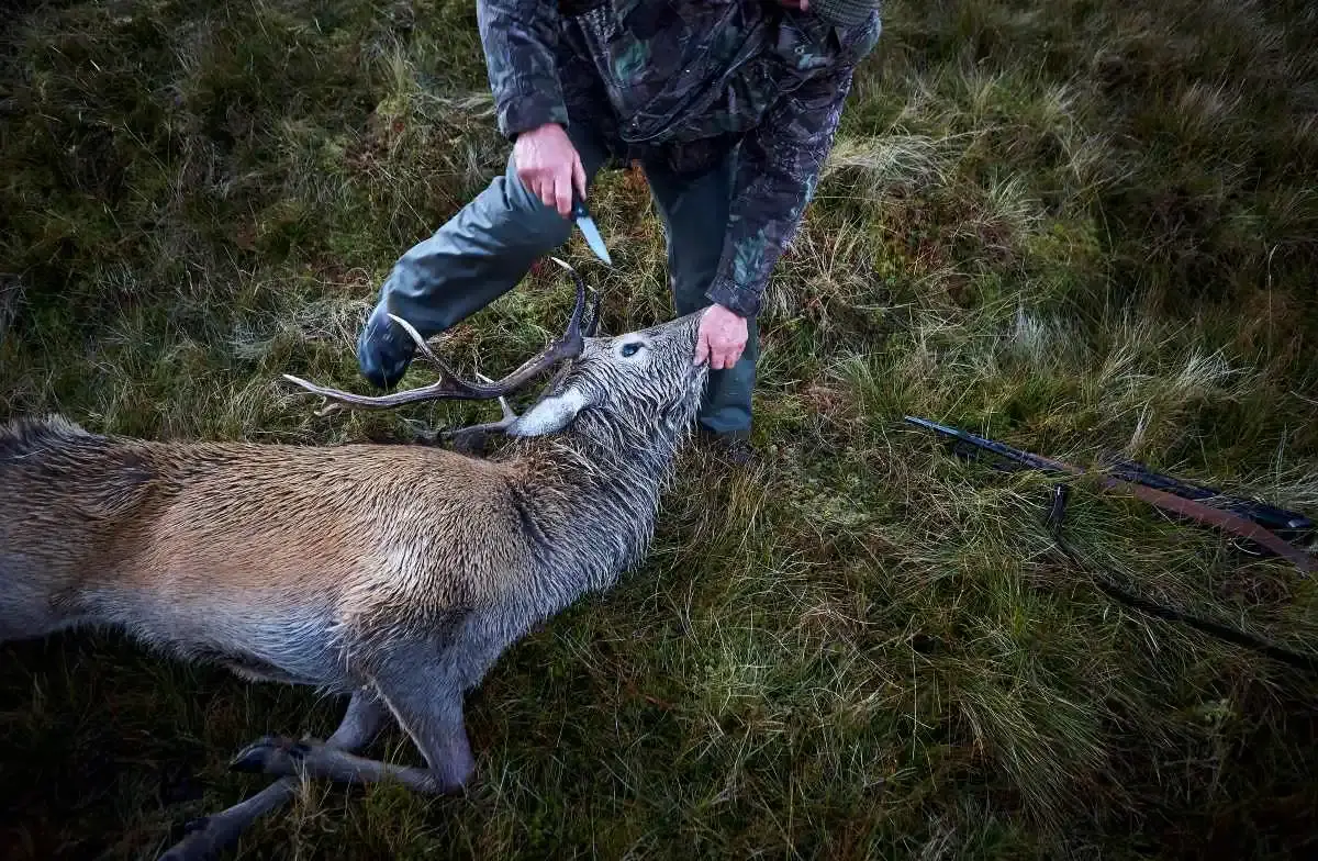 Cerf retrouvé sans cuisseaux ni bois, la piste du braconnage privilégiée en Haute-Savoie