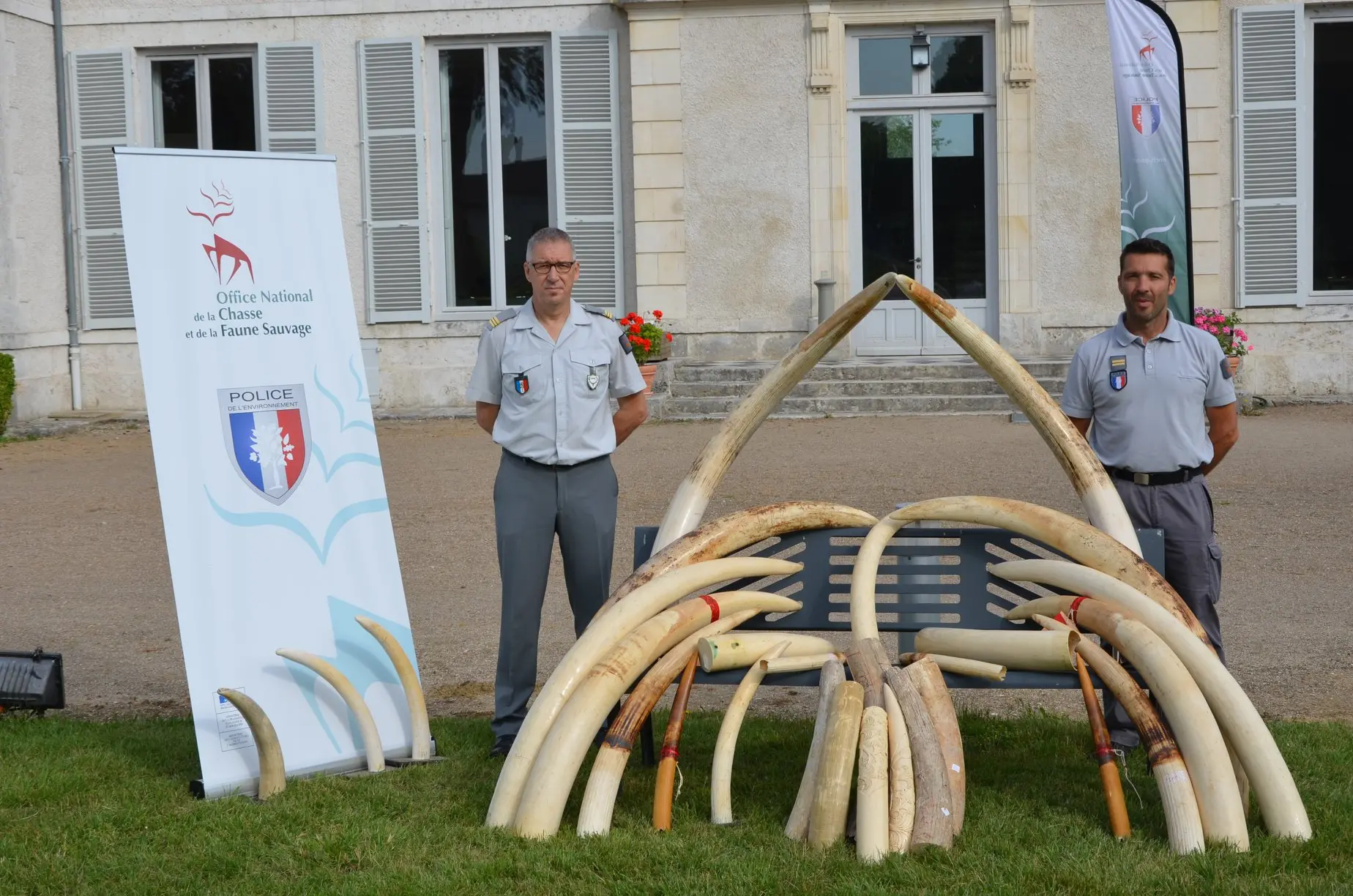 Nice : Destruction de plus de 600 kilos d’ivoire par l’ONCFS et IFAW