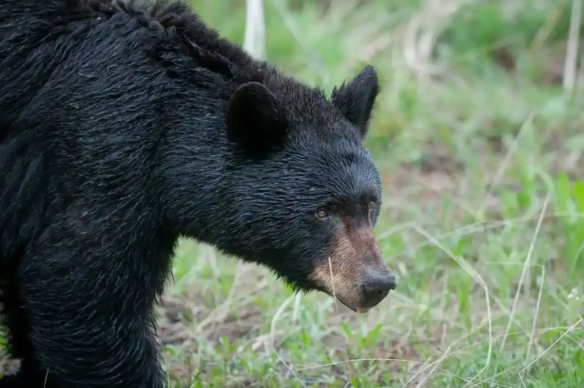Crise des ours au Japon : l’armée et la police mobilisées avec autorisation d’ouvrir le feu