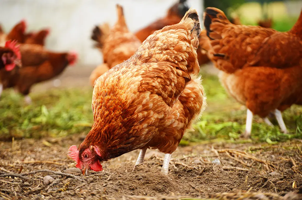 ? Premier cas de grippe aviaire en France