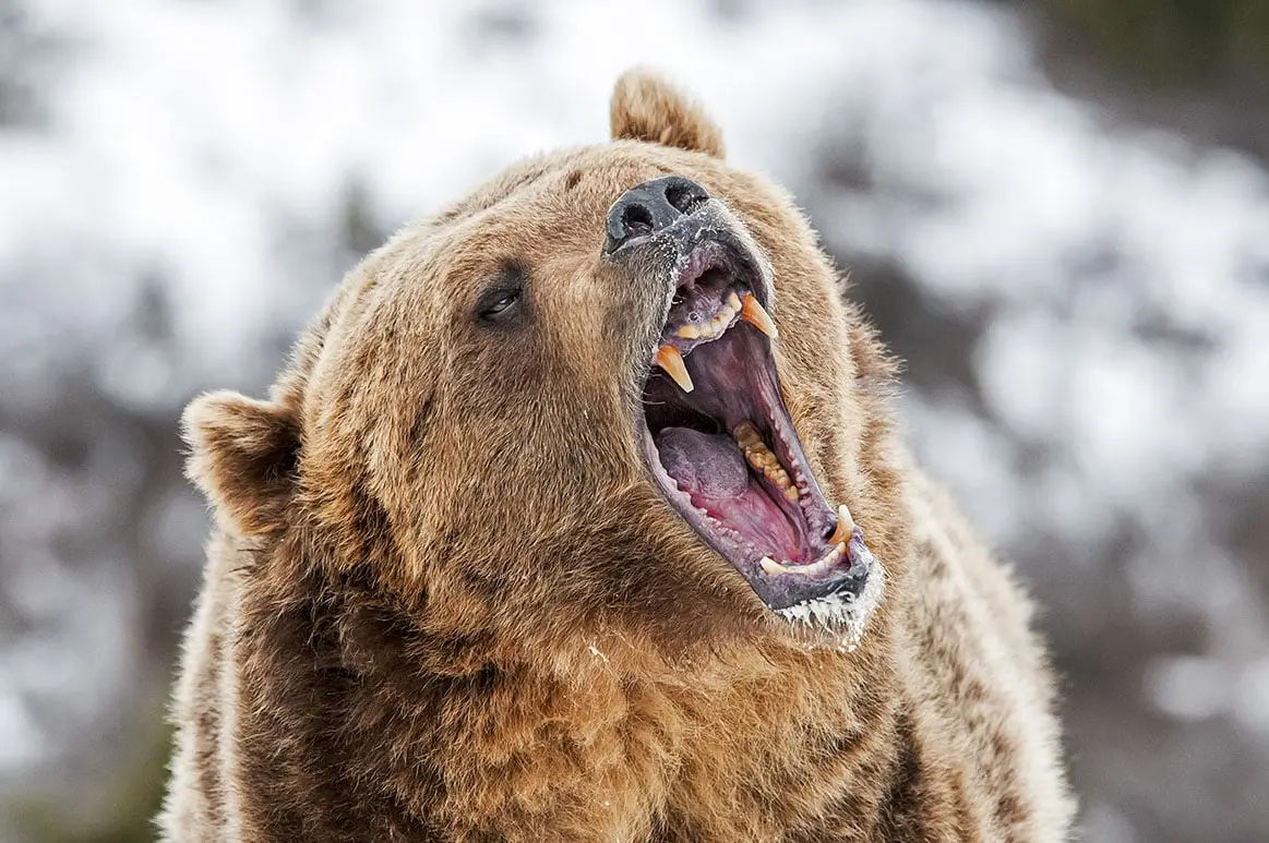 Un Français de 44 ans tué par un ours au Canada