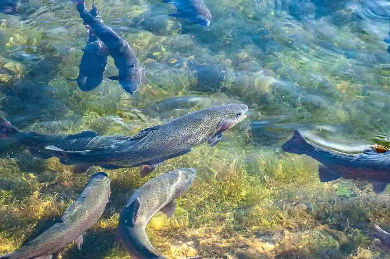 interdiction de la pêche à la truite