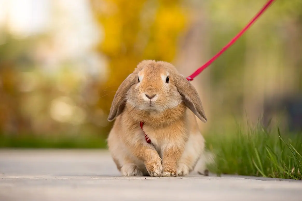 135 euros pour avoir promené leur lapin domestique