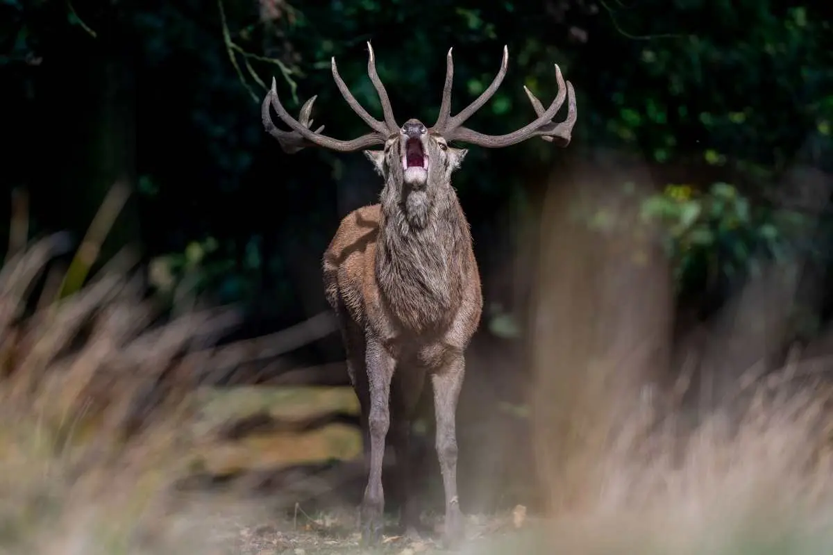 Le cerf frôle les 100 000 prélèvements en France ce qui reste pourtant loin des prévisions