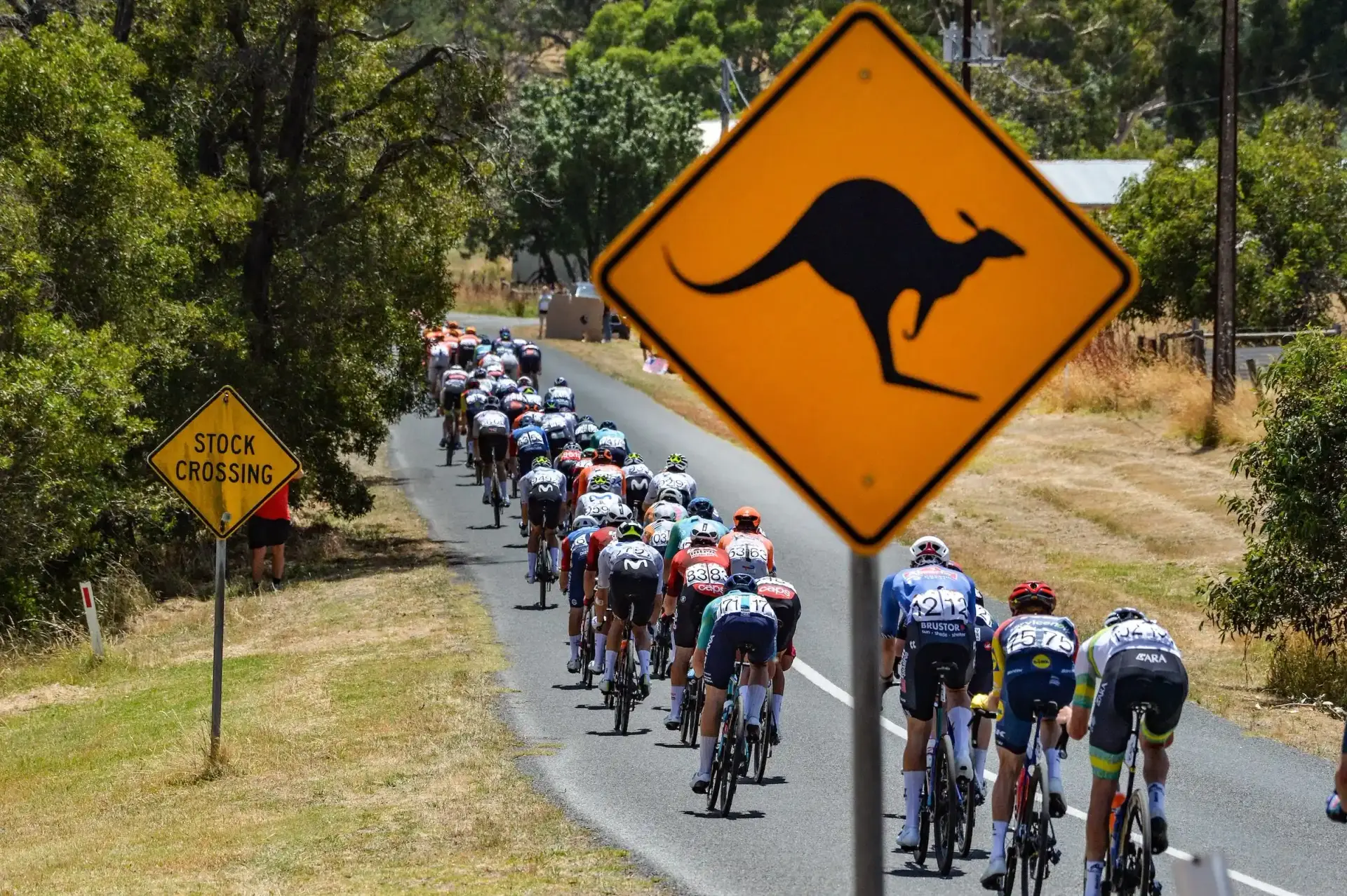 Deux kangourous percutent un peloton de cyclistes en Australie