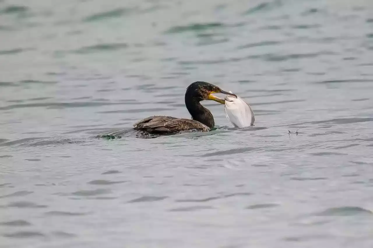 Régulation des cormorans à Pervenchères
