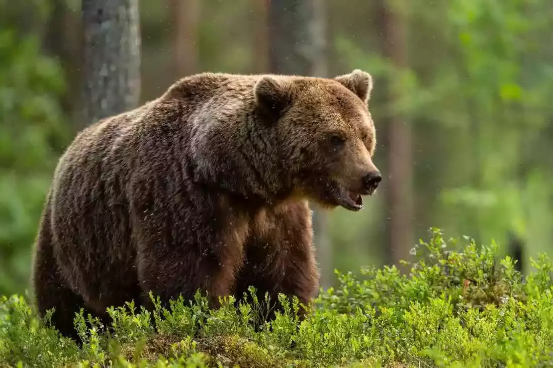 Un chasseur condamné à deux ans de prison ferme pour avoir abattu un ours dans les Pyrénées