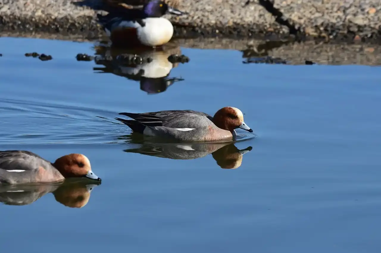 canard siffleur