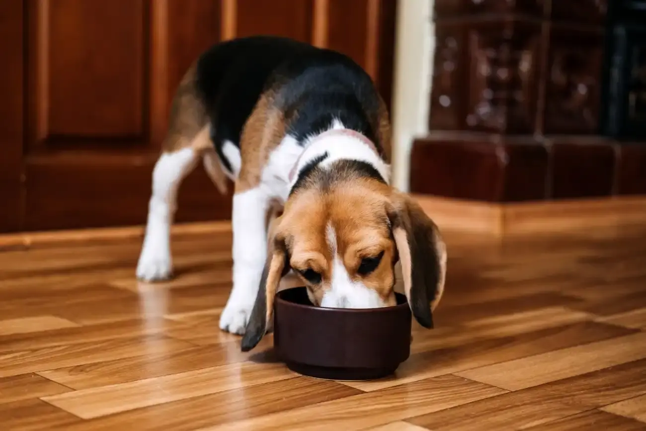 Faut-il nourrir son chien une seule fois par jour ?