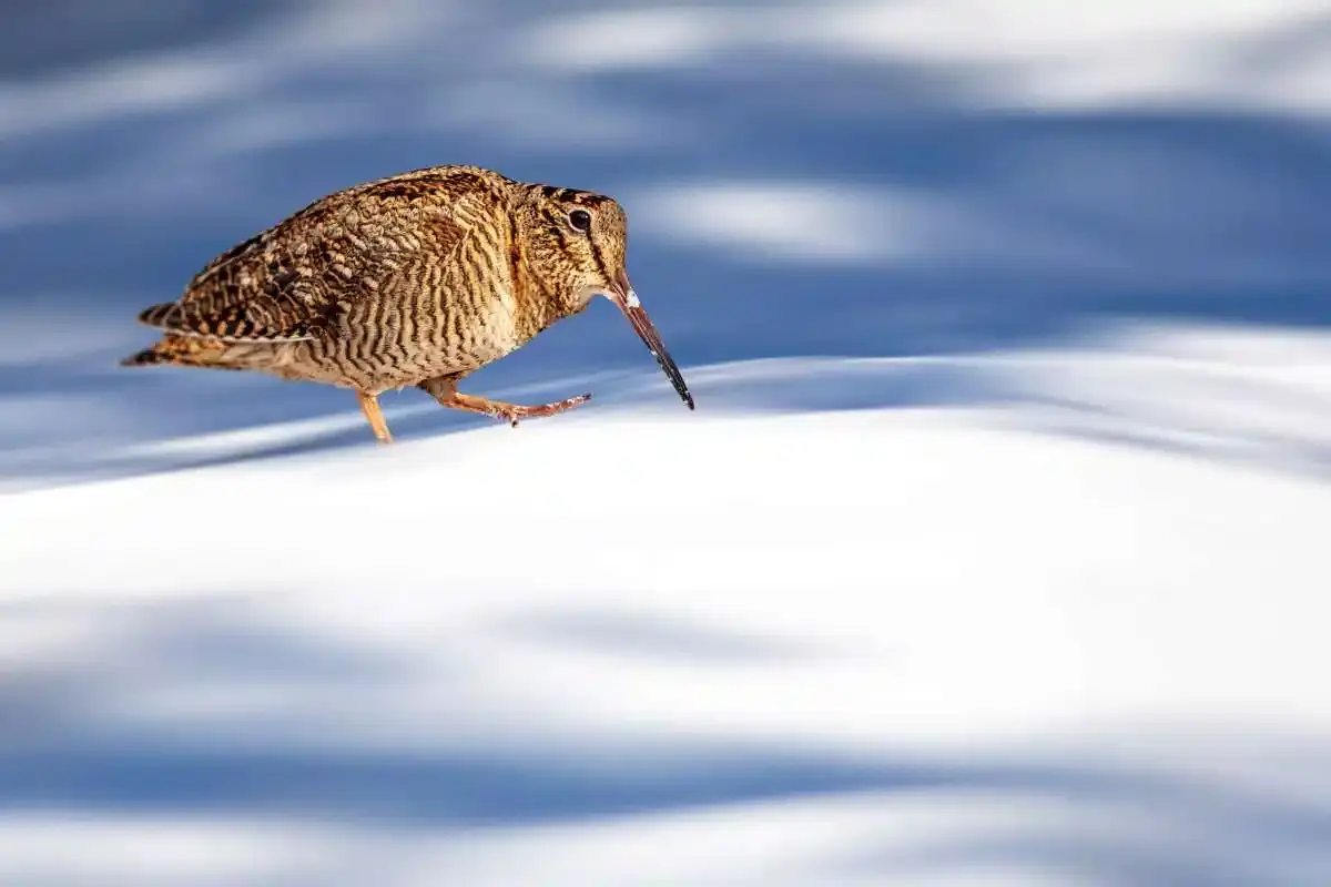 Grand froid : pourquoi faut-il renoncer à chasser la bécasse