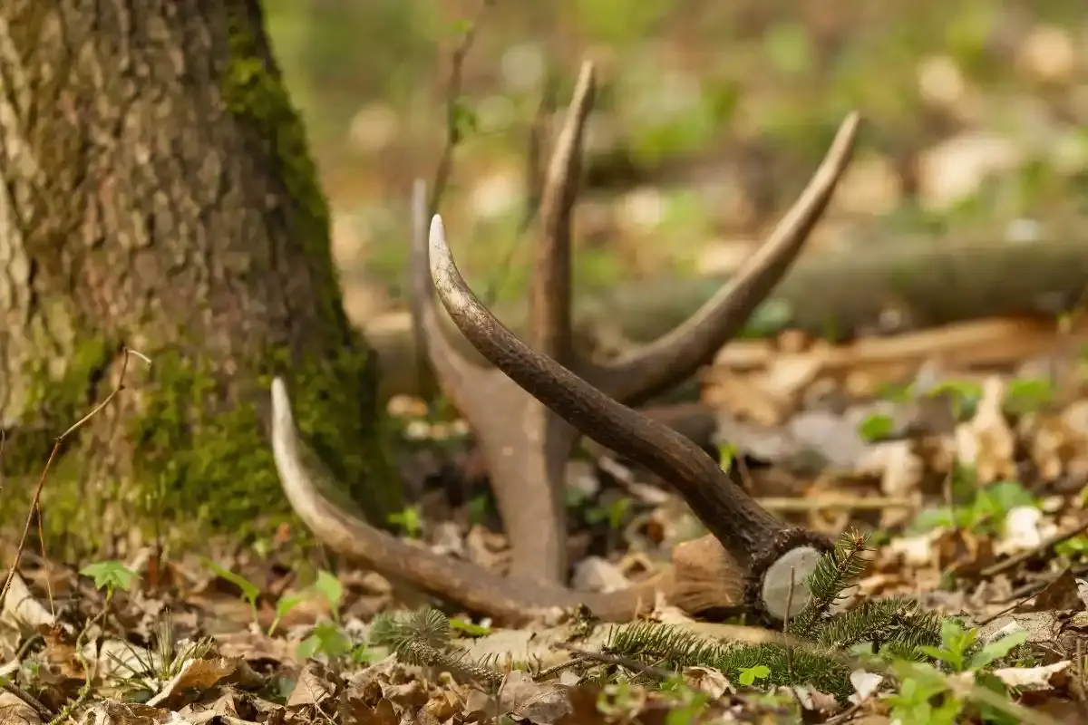 pourquoi les cerfs perdent leurs bois ?