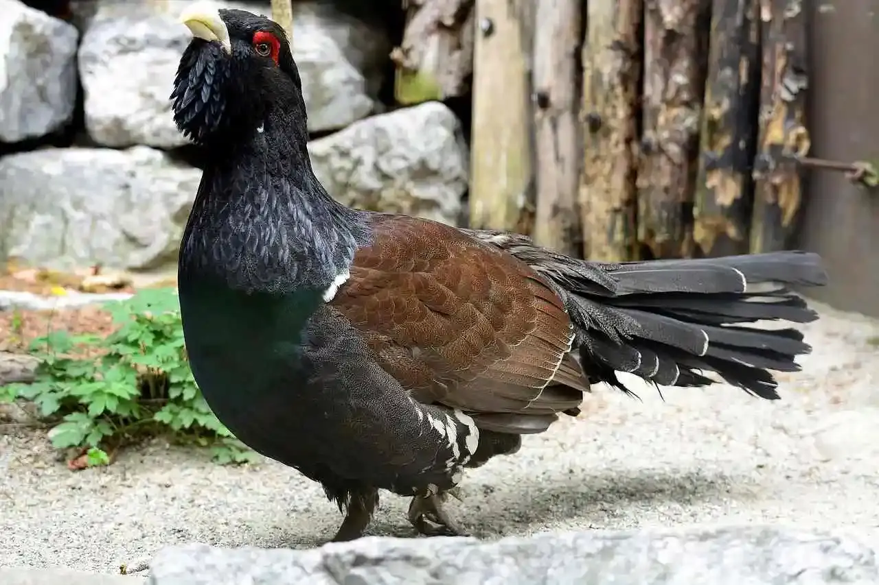 Les écologistes contre la réintroduction du Grand Tétras