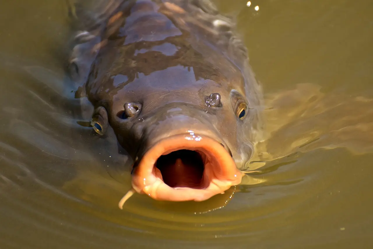 Les pêcheurs sauvent les poissons d’un lac touché par la sécheresse dans les Pyrénées-Orientales