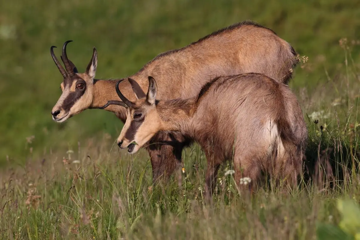 La chasse du chamois, de l’isard et du mouflon autorisé en battue en France