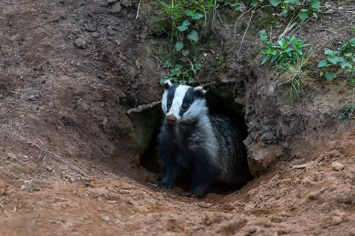 Lot : Une route s’effondre à cause des terriers de blaireaux