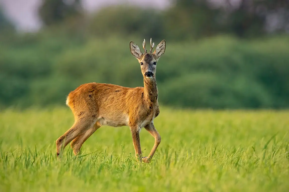 Sud-Ouest : les chasseurs de la Teste-de-Buch décident de ne pas chasser le chevreuil cette saison
