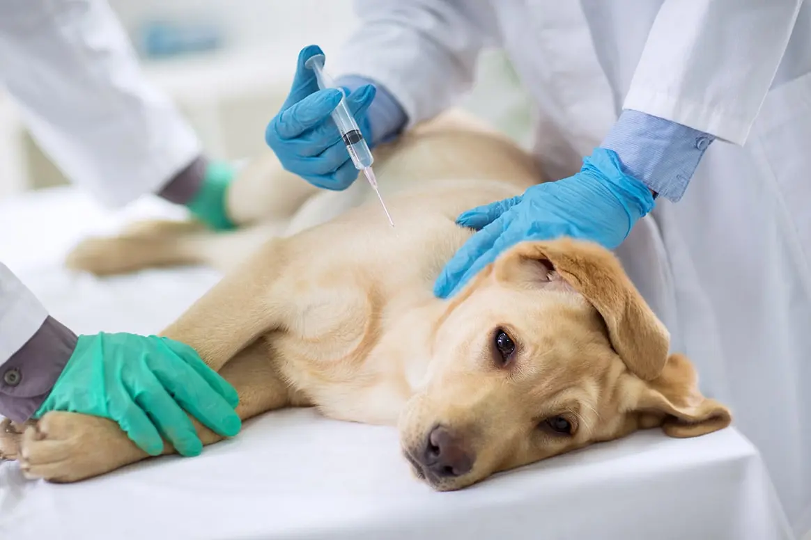 Entre 30 et 50 chiens morts de parvovirose dans les Ardennes.