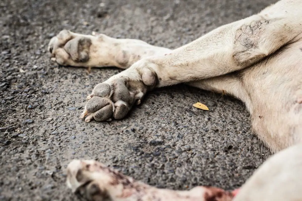 5 chiens de chasse morts en forêt de Fontainebleau
