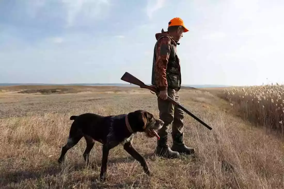 La Fédération des chasseurs de la Loire va se porter civile pour acte de barbarie sur des chiens de chasse