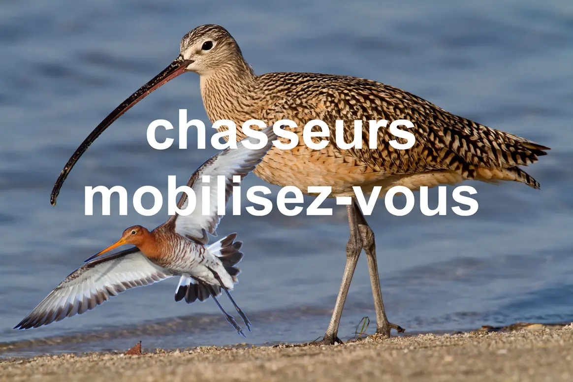 Consultations publiques : branle-bas de combat. Chasseurs mobilisez-vous