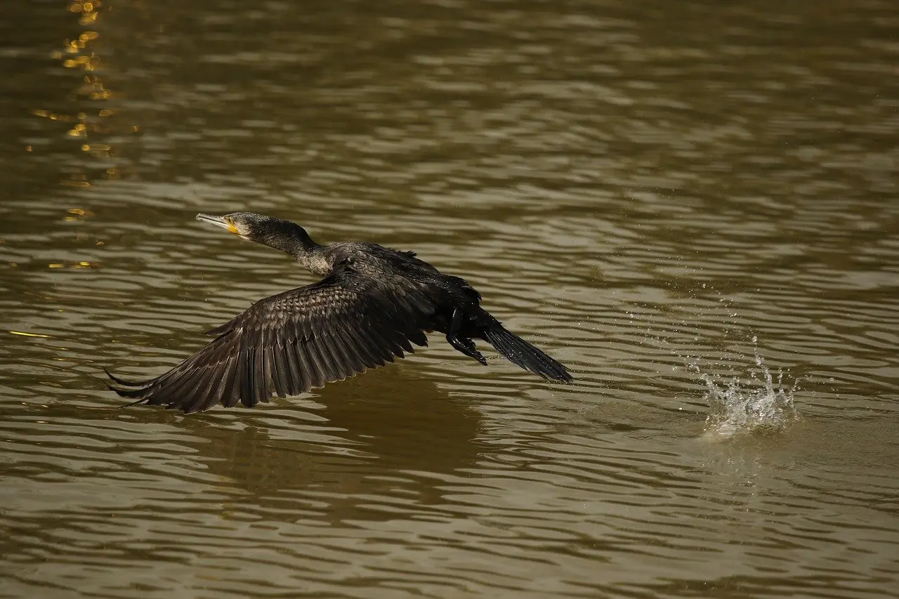 Plus de 450 cormorans seront régulés dans les Landes jusqu’en février 2022