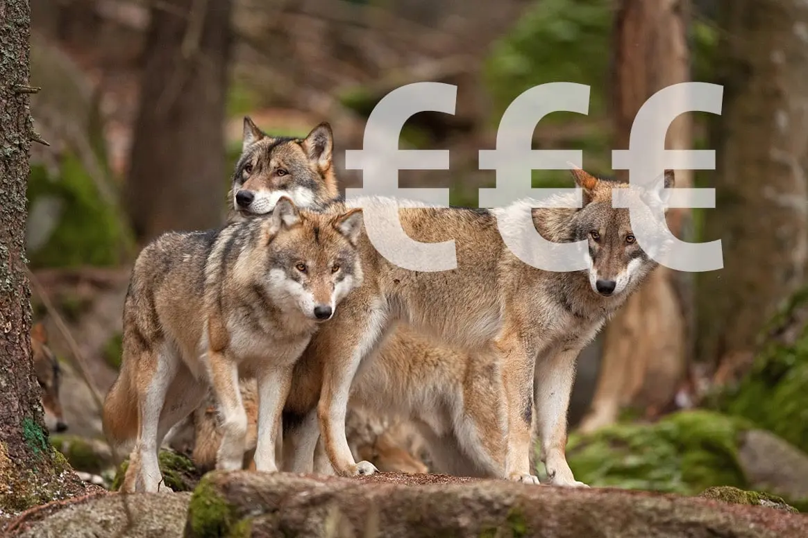 Combien coûte le loup en France ?