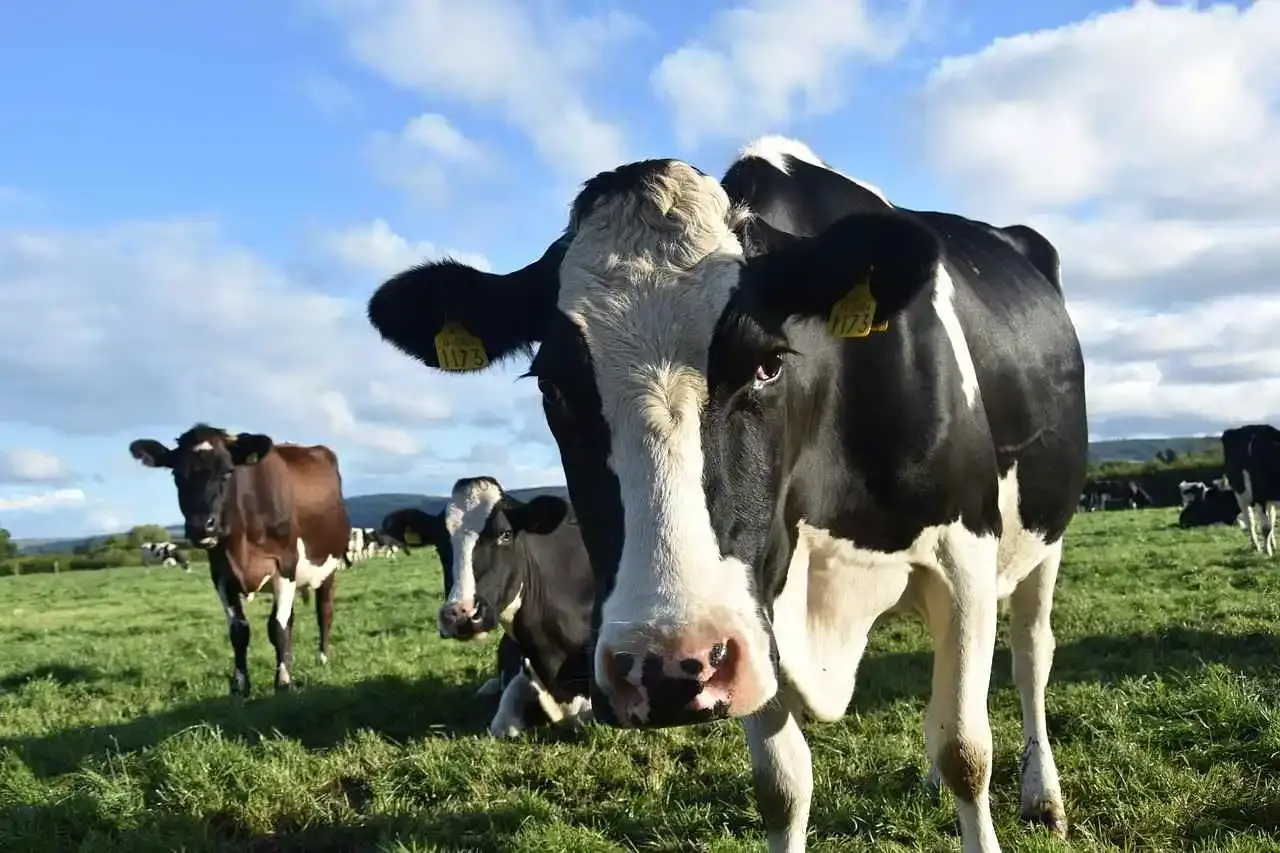 vaches