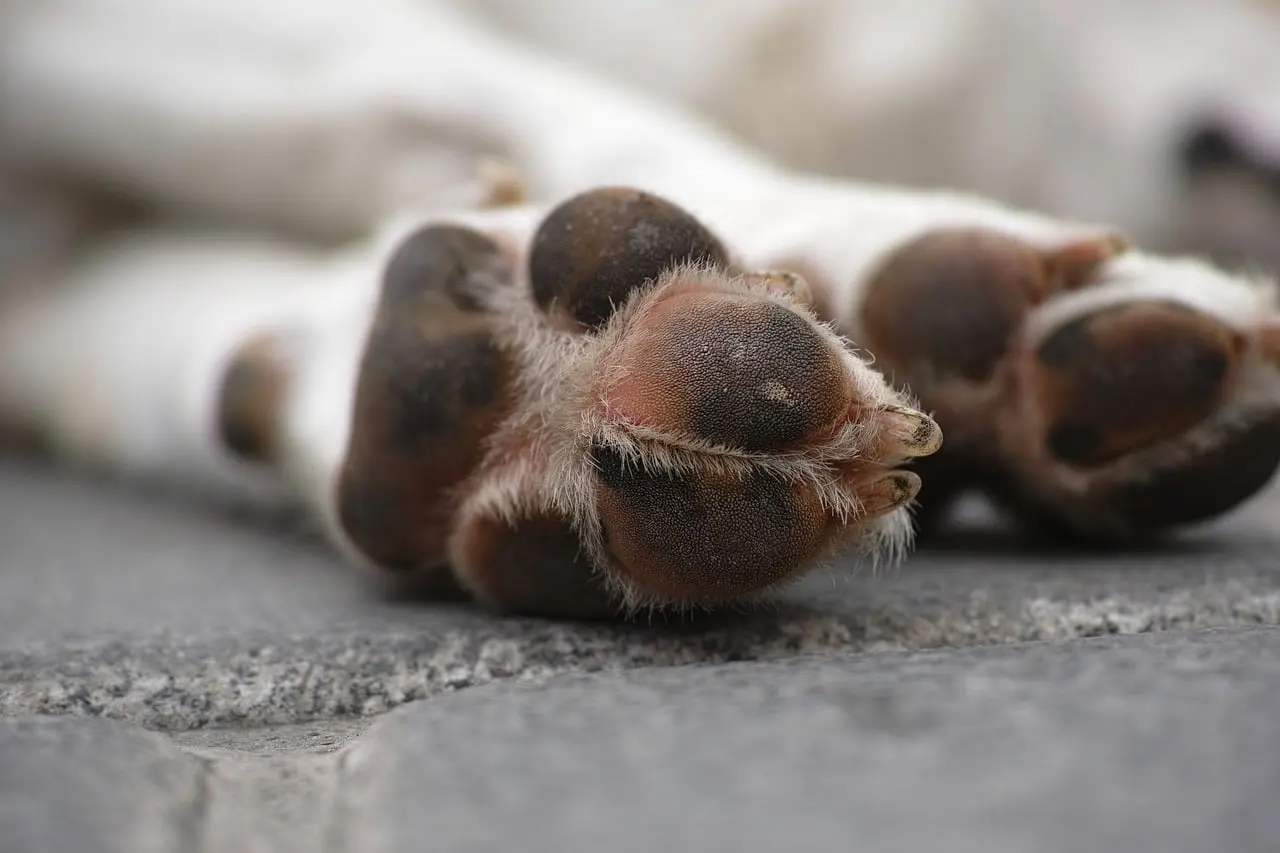 Décès d’un chien de chasse dans l’Eure, les chasseurs appelés à la vigilance