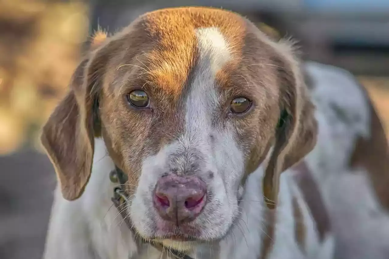 L’affaire des chiens de chasse tués en Ardèche provoque l’indignation totale des élus locaux