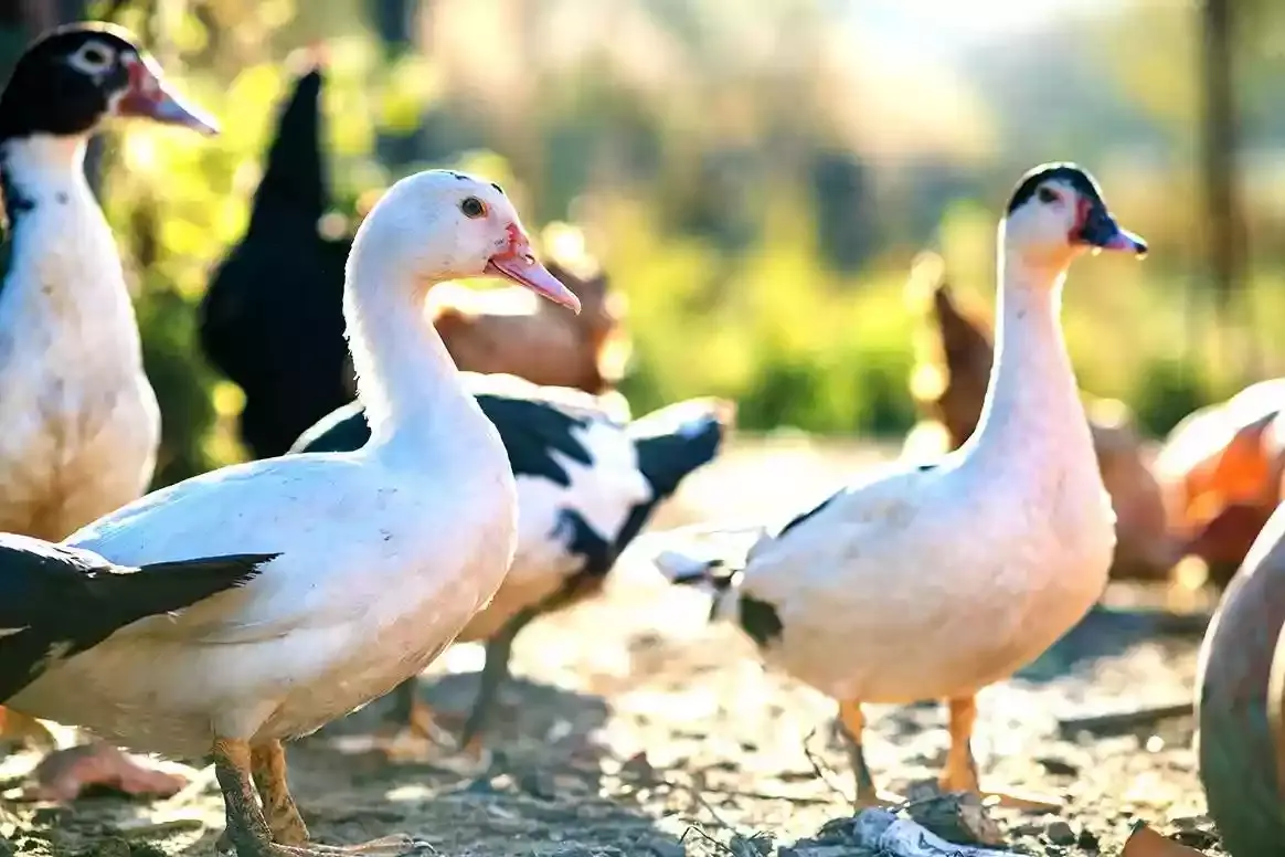 elevage-canard-Soustons