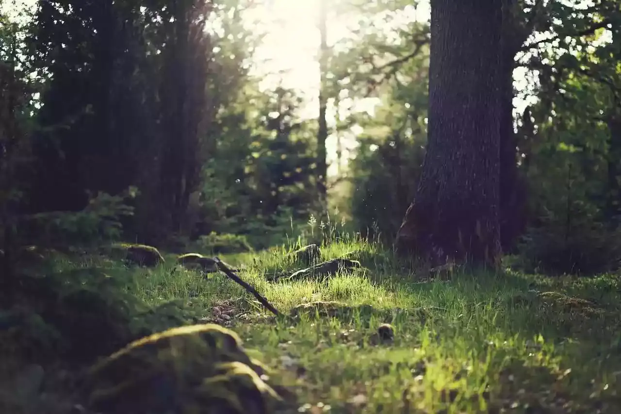 Pas de forêt primaire dans les Ardennes
