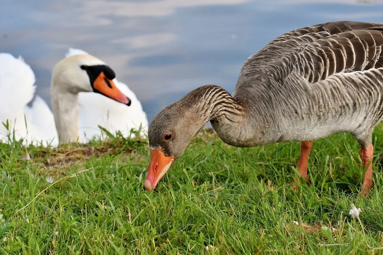 Lorraine : la grippe aviaire inquiète après la découverte de 232 cygnes, oies et autres oiseaux morts