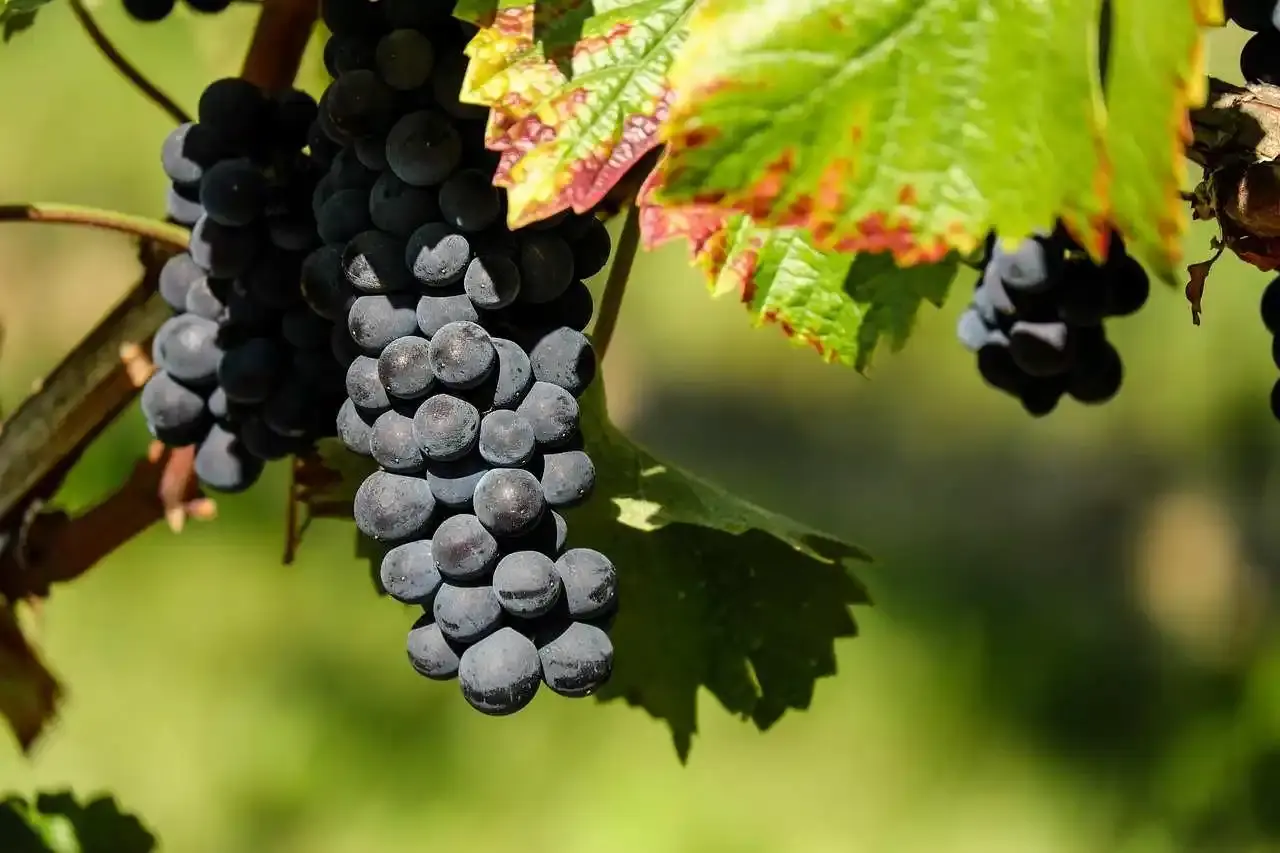 sanglier raisin