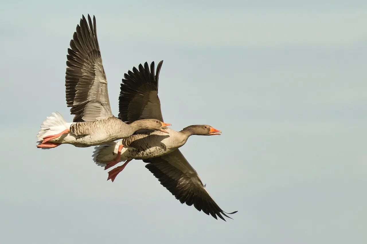 Chasse interdite de plusieurs espèces d’oiseaux migrateurs sur le bassin d’Arcachon