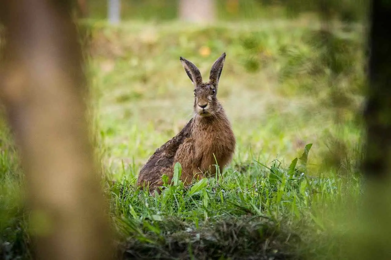 Fermeture de la chasse du lièvre anticipée dans l'Eure