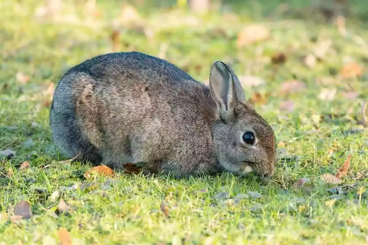 lapin