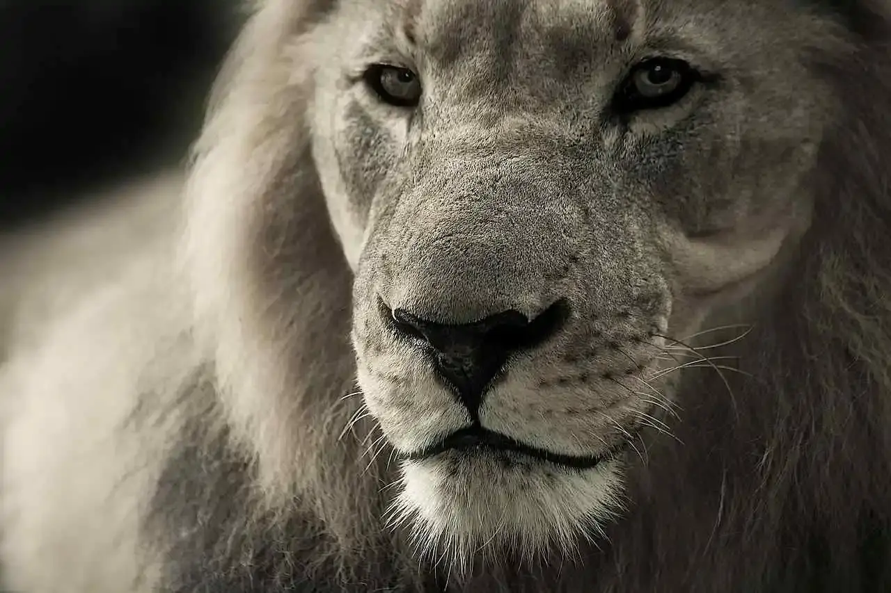 Trophées de chasse Lion
