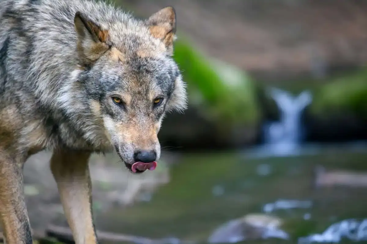 Une fillette de 4 ans attaquée par un loup dans une zone résidentielle